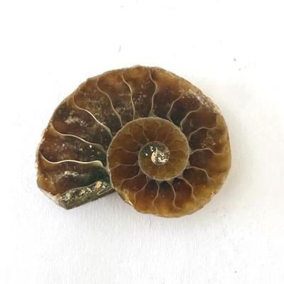 AMMONITE FOSSILE PIERRE 1