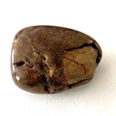 BOIS FOSSILE PETRIFIE PIERRE 4