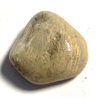 CORAIL FOSSILE PIERRE 3