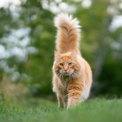 Chat