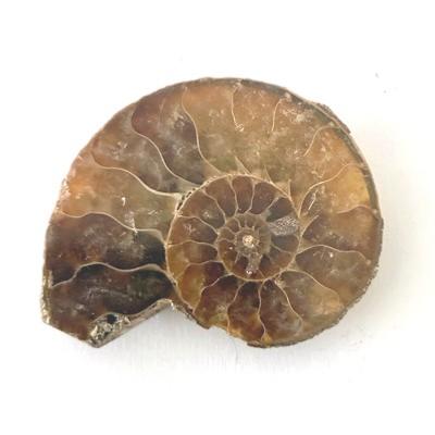 AMMONITE FOSSILE PIERRE 2