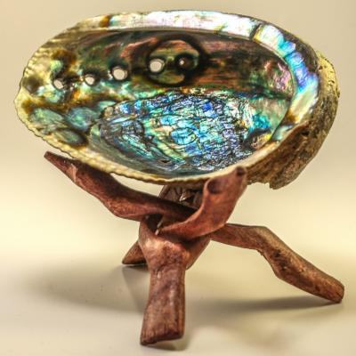 Coquillage Abalone : Fumigation Purification sauge blanche