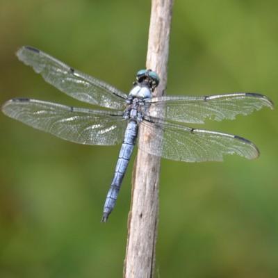 Libellule
