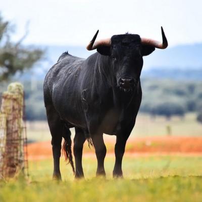 Taureau