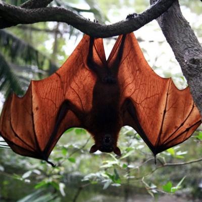 Chauve-Souris