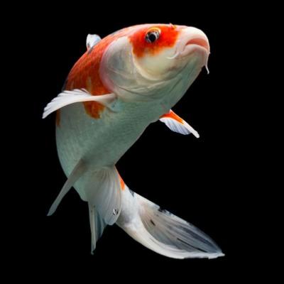 Poisson