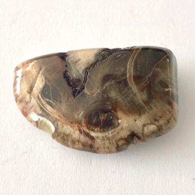 BOIS FOSSILE PETRIFIE PIERRE 1