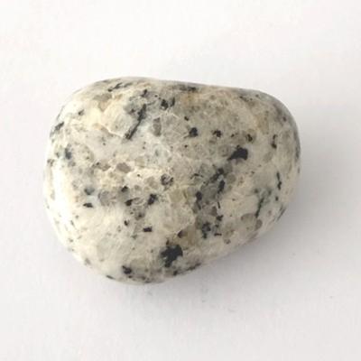 JASPE DALMATIEN PIERRE 4