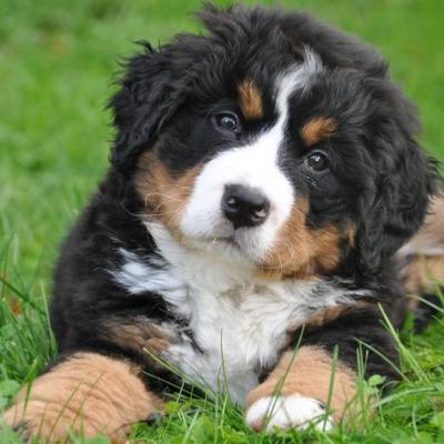Chien