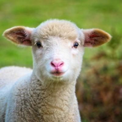 Mouton