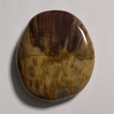 BOIS FOSSILE PETRIFIE PIERRE PLATE 2