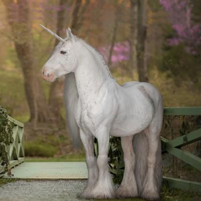 Licorne