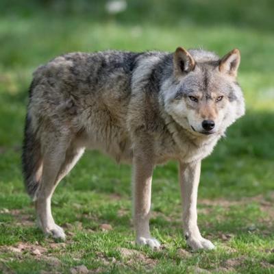 Loup