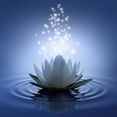 Fleur de Lotus