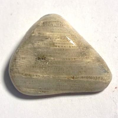 CORAIL FOSSILE PIERRE 4