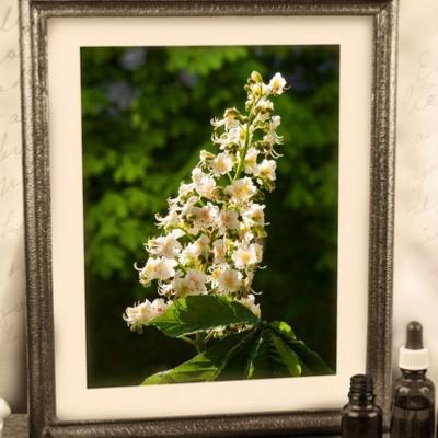 Quelle Fleur de BACH / Pierre quand on a un cerveau toujours actif ? Lithothrapie