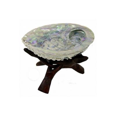 ABALONE COQUILLAGE