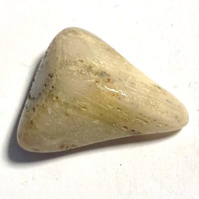 CORAIL FOSSILE PIERRE 7