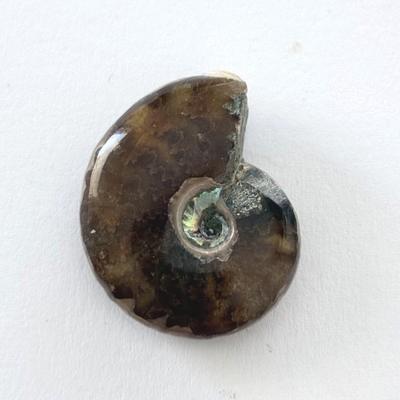 AMMONITE FOSSILE PIERRE 3