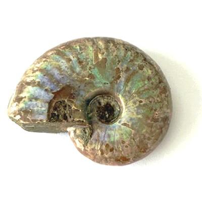 AMMONITE FOSSILE PIERRE