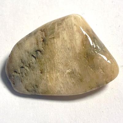 CORAIL FOSSILE PIERRE 1