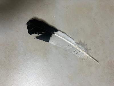 PLUME FUMIGATION