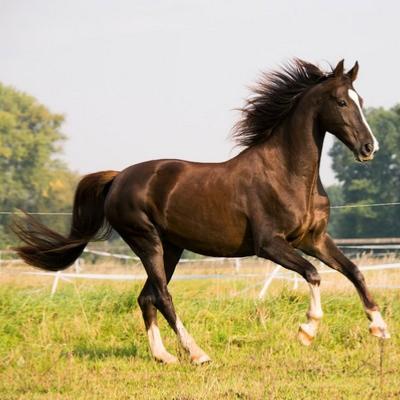 Cheval