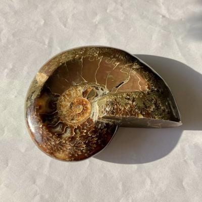 AMMONITE FOSSILE PIERRE XL