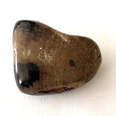 BOIS FOSSILE PETRIFIE PIERRE 5