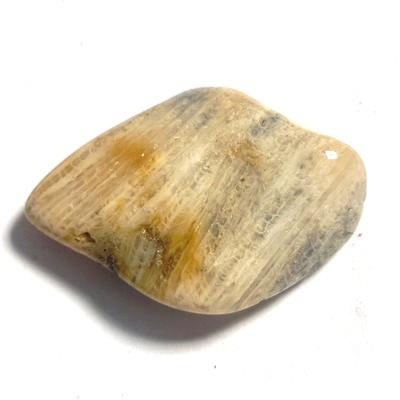 CORAIL FOSSILE PIERRE 2