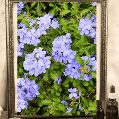 FLEUR DE BACH BIO UNITAIRE
