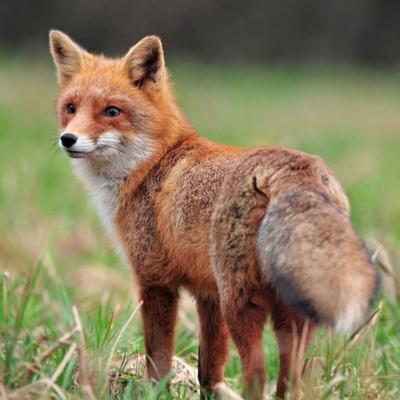 Renard