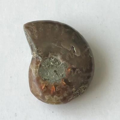 AMMONITE FOSSILE PIERRE
