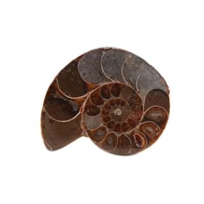 AMMONITE FOSSILE PIERRE