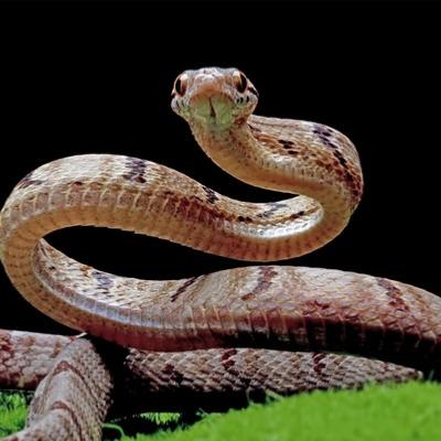 Serpent