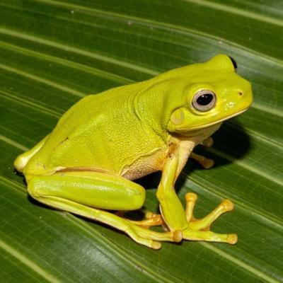 Grenouille