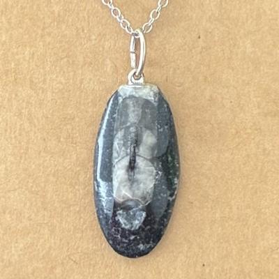 ORTHOCERAS PENDENTIF 3