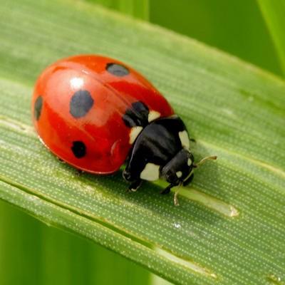 Coccinelle