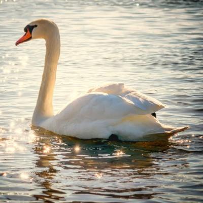 Cygne