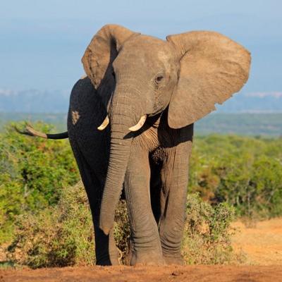 Elphant
